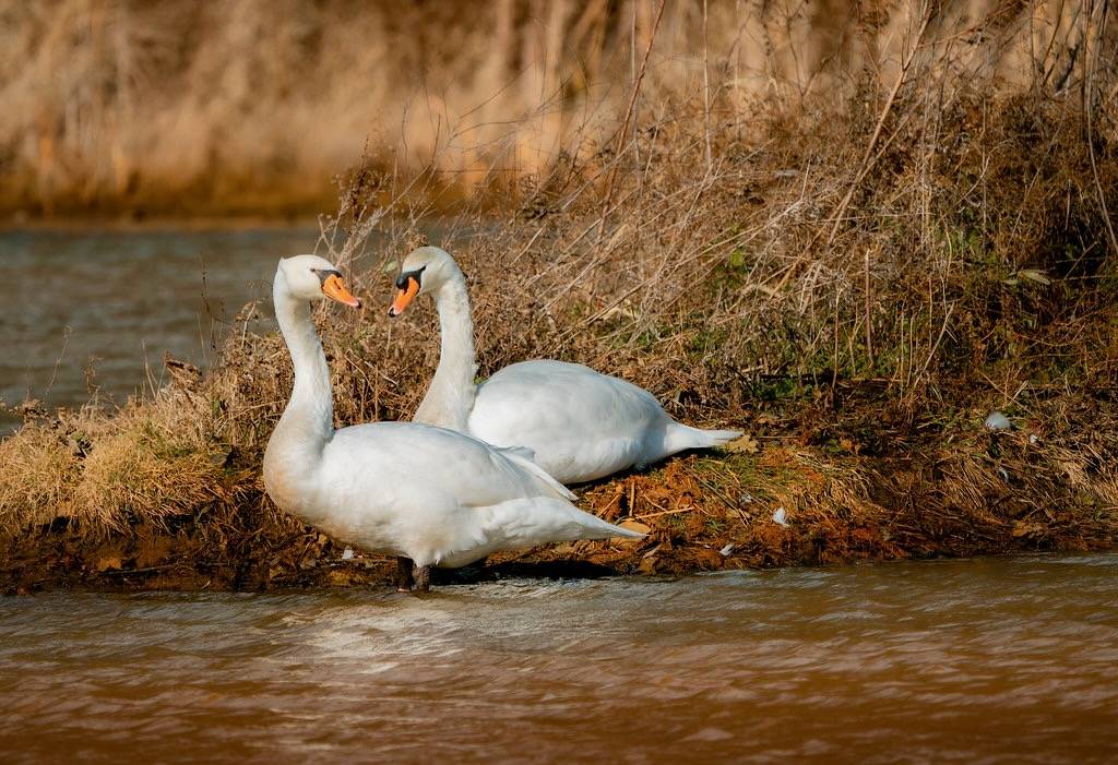 Mute Swans by John Brighenti is licensed under CC BY 2.0.